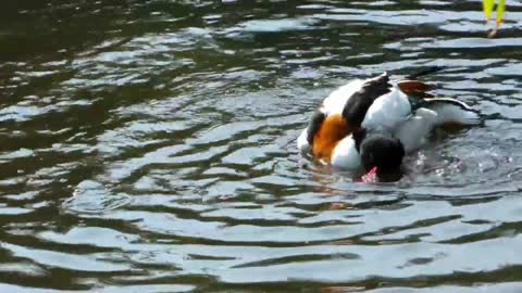 Duck getting wet in the lake - With quiet music
