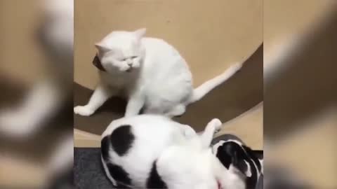 Talking kitty cats