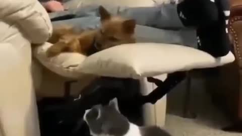 Cat kiding a Puppy 😂🤣
