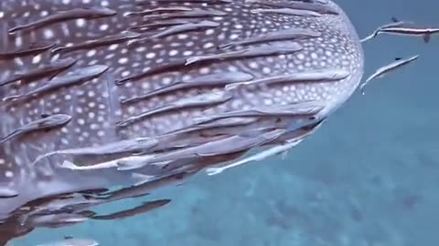 Amazing fish 🐟