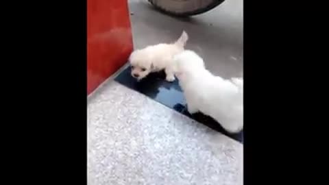 Cutest dpgs and puppies in the world 1