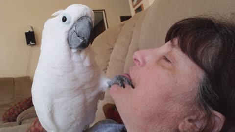 Onni The Baby Cockatoo Thinks He's a Dentist