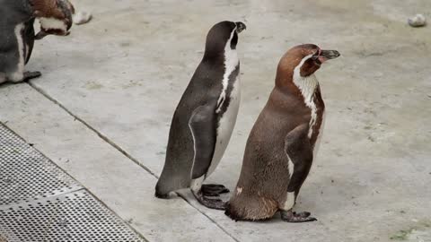 Two penguins squabbling in a zoo