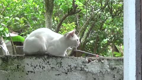 White catty on a wall 🐈
