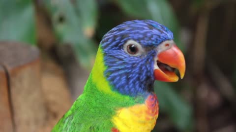 The beautiful sound of the parrot and its harmonious colors