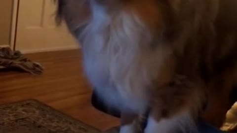 Dogs & Puppies Feisty Aussie argues with owner about going outside