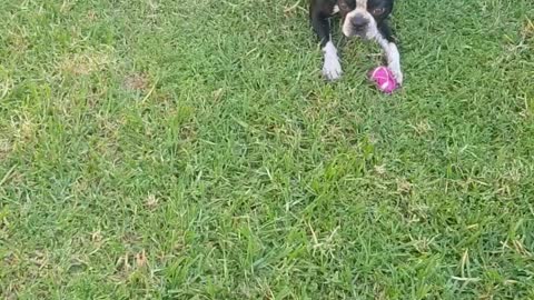 Lets Play Ball - Boston Terrier