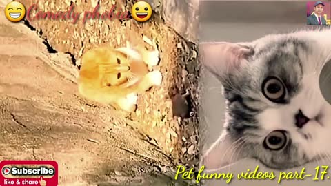 pet funny vedios 😂😍