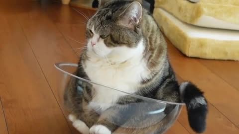 Cute cat playing the bowl