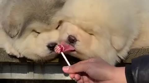 Cute and adorable Alaskan Malamute pets It delicious mom😍 cute Puppies