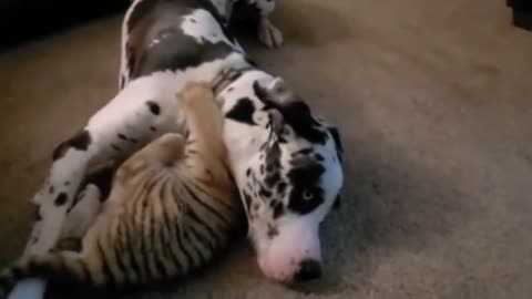 Part 1 - puppy vs baby tiger compitition interesting fight