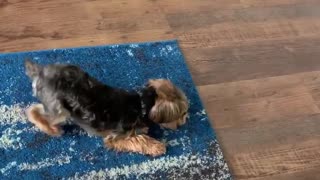 High-spirited Yorkie plays with his food before eating it