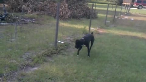 Damn!! Dog Pees on Electric Fence