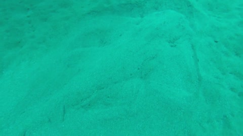 Angel Shark Hiding in the Sand