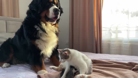 Bernese Mountain Dog Meets Newborn Kittens with Mom for the First Time