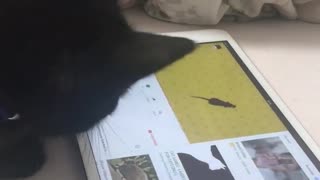 Kitten tries to catch a mouse