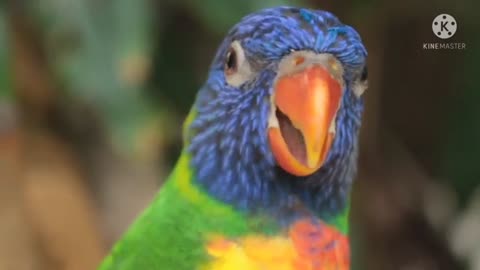 Parrot 🦜 talking funny