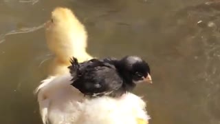 Chick rides duck
