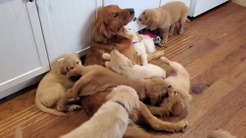 Golden Retriever Dad Babysits