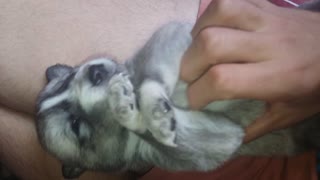 Puppy has cute reaction after being tickled