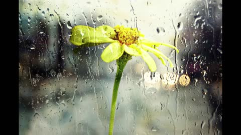 Rain Sounds with Tibetan Singing Bowls and Birds Chirping