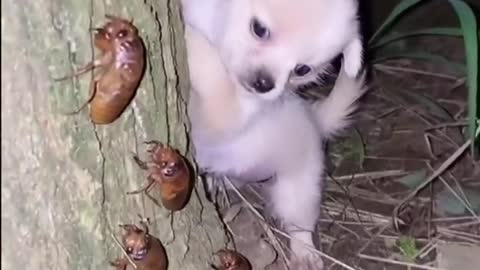 Cute Puppies Catch Cicadas