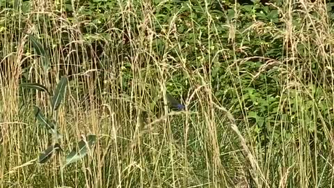 Blue Dragonfly landing on tall grass