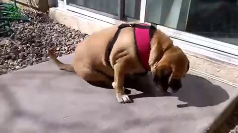 Funny Dogs Butt Scooting Compilation 2021