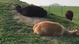 Two baby alpakas synchronized dirt rolling