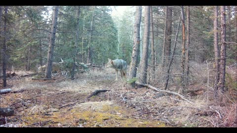 A Stalking Lynx and Fat Biking On Lake Labarge