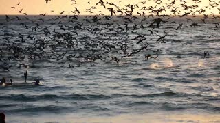 Seabird Feeding Frenzy