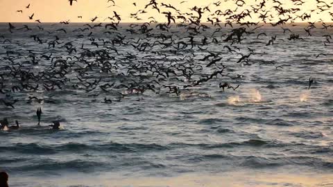 Seabird Feeding Frenzy