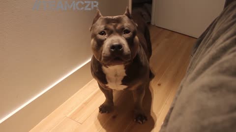 Talking dog czr American Bully is so smart!