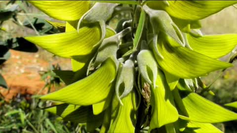 Green Bird Flower-Loài hoa có cánh như chim