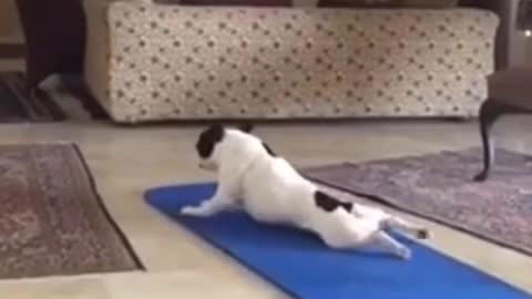Funny Dog Doing Yoga, cute dogs funny video
