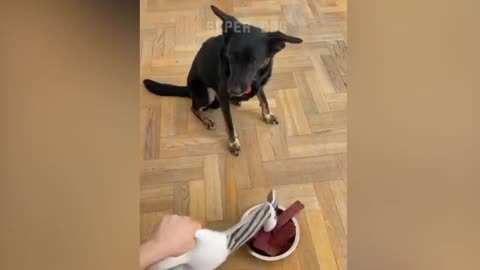 Dog eating to reaction