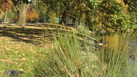 A river with ducks in a beautiful park on a sunny day during fall - reeds in the foregorund - slider