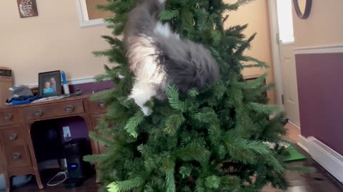 Grey Squirrel Cat Climbs Artificial Tree