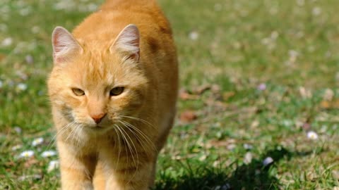 Graceful Ginger: A Feline's Slow-Motion Saunter
