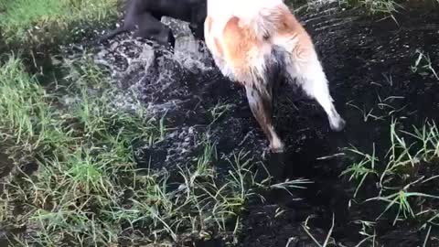 Pablo Escobark the Swamp Monster