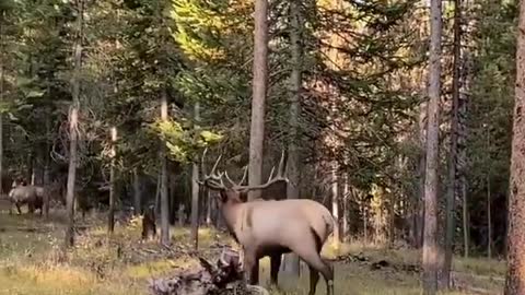 Sound on to hear the impressive sound male elk make during rutting season!