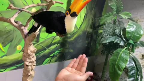 a bird feeding on my hand