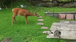 Cat Attacks Curious Deer
