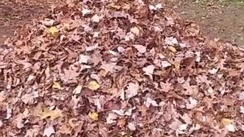 Brown dog jumps into pile of orange leaves