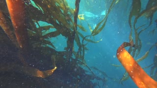 Freediving Big Sur California - Monterey Co.