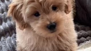 Barking Competition with Little Puppy