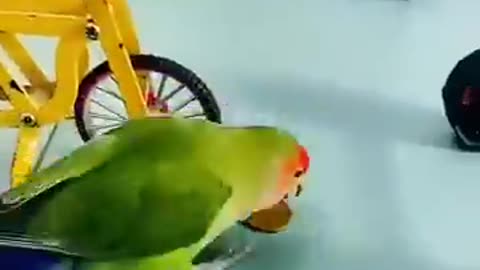 Cute parrot