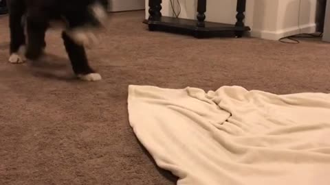 Black dog tries to pull blanket out from under pig