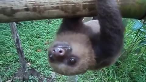 Sloth Sounds - Noises