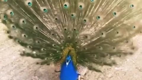 A PEACOCK OPENS ITS TAIL FEATHERS 🦃🦆